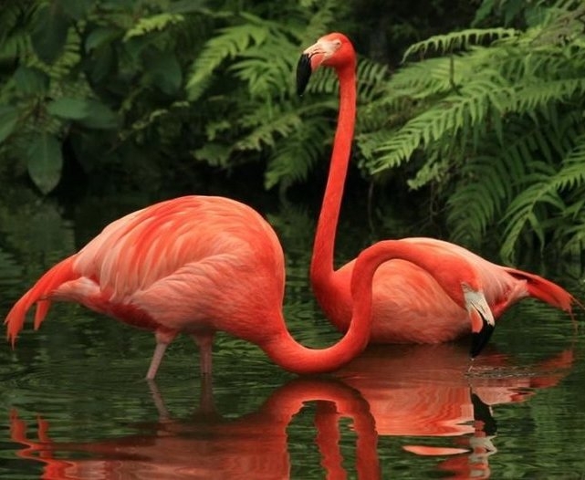Картины по номерам «Фламинго»