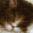 1725 &quot;Котенок на книжке&quot; набор для вышивки крестом